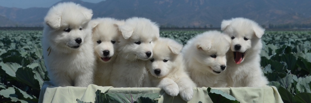 Oakbrook Samoyeds – Opening our homes 