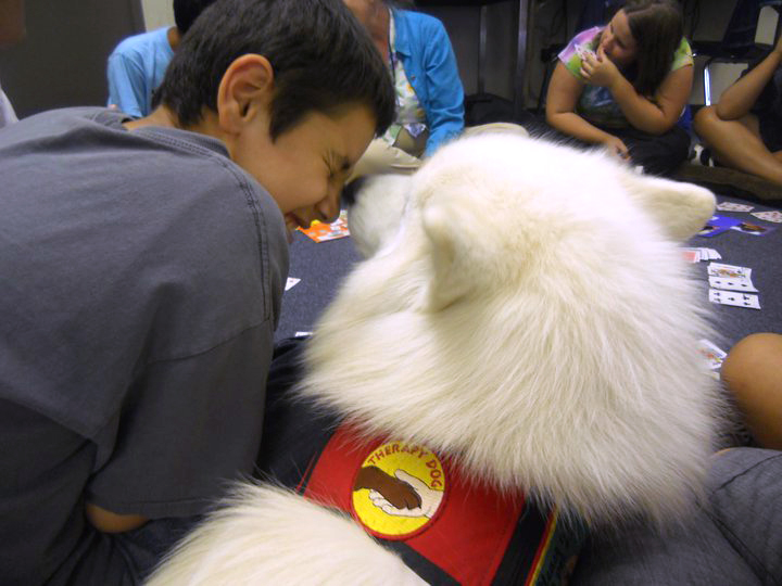 therapy-dogs