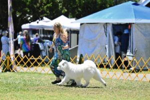 Gidget on the move at Woofstock